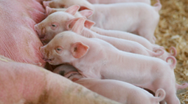 Sow Management